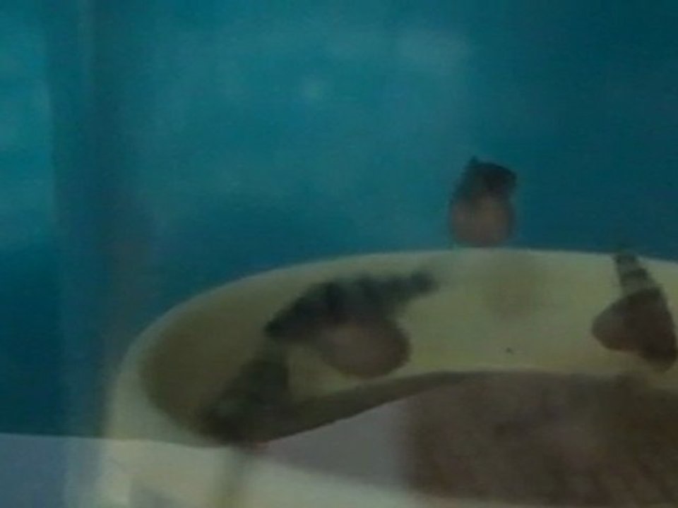 FRONTOSA BLUE ZAİRE KAPAMPA YUMURTALARI 16.04.2011  SAAT:14:00