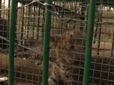 Forest Officials Rescue Three Leopard Cubs in Western India