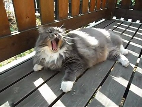 Film på Revis 16 April - 11. Med musik.