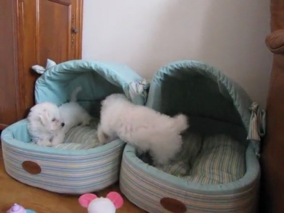 bichons frisés vive le jeu