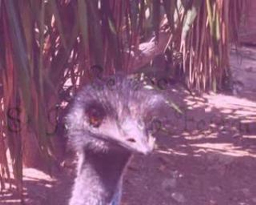 zoo