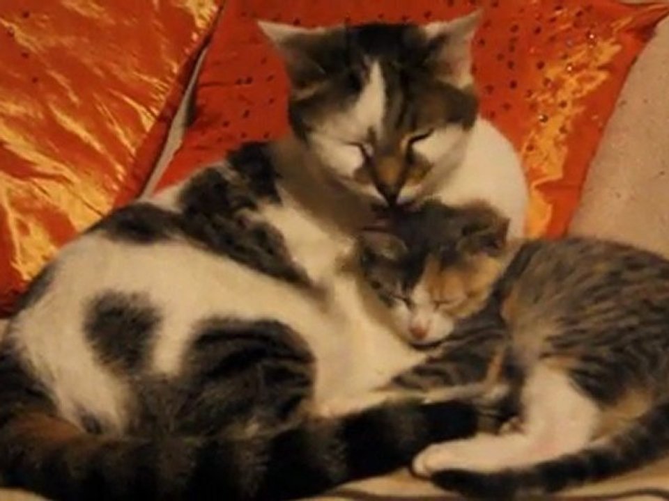 Papa Banjo et Adalia