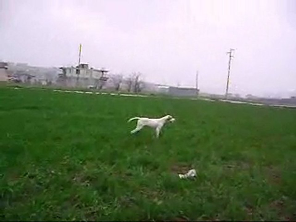sarı prenses