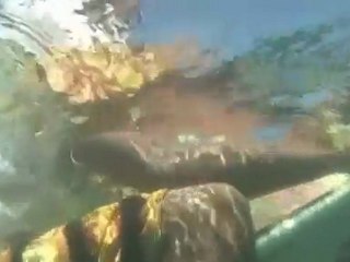 Mustofa Jeksen Indo Section