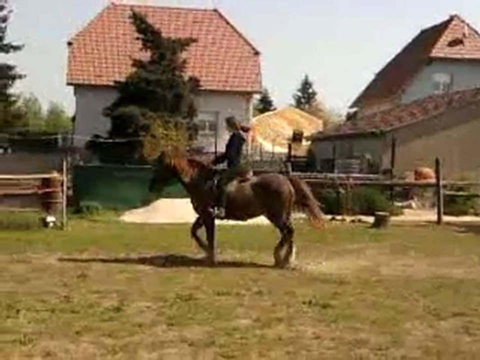 Salim au trot rassemblé