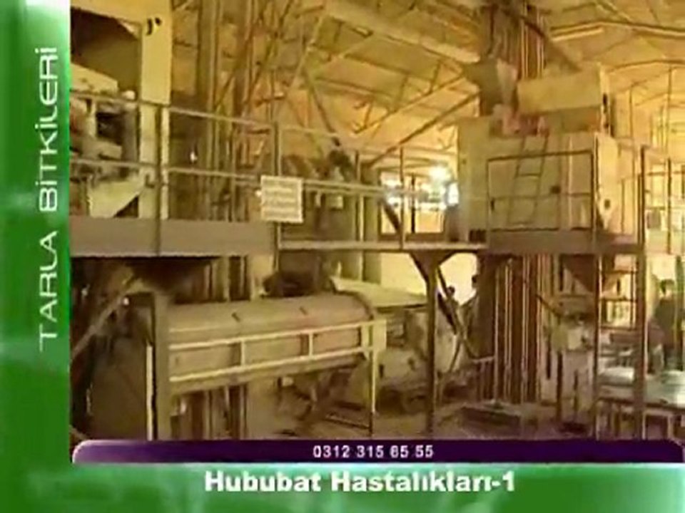 hububat hastaliklari1