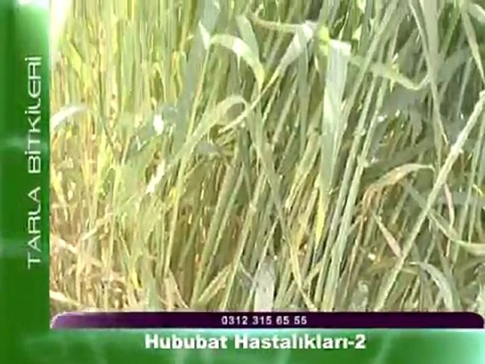 hububat hastaliklari 2