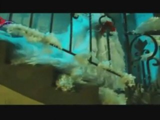 Yll Demaj - Qe dy Jave