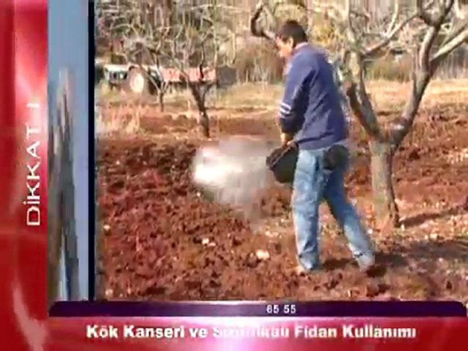 kök kanseri ve sertifikali fidan kullanimi