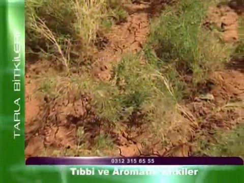tibbi ve aromatik bitkiler