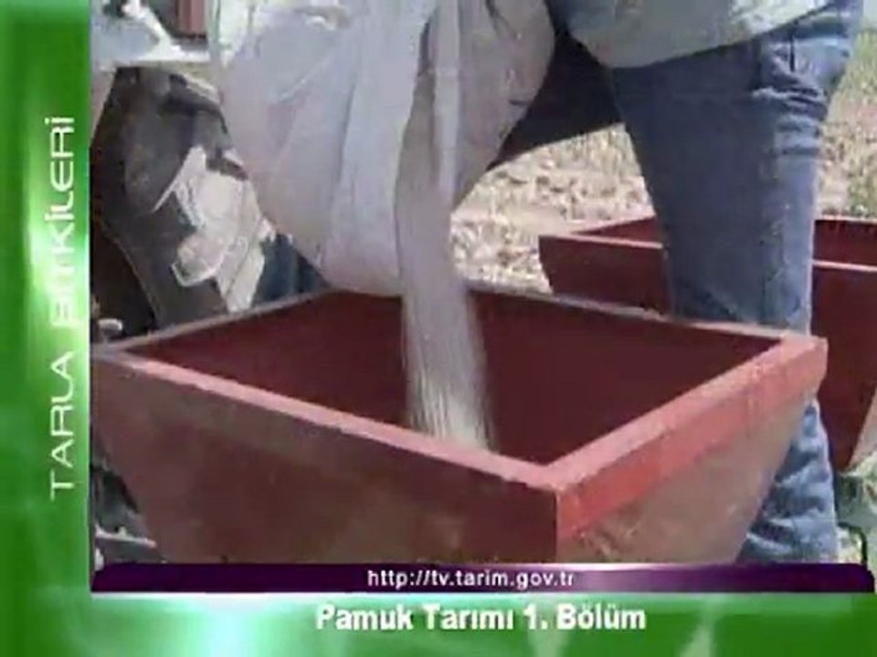 pamuk tarimi 1