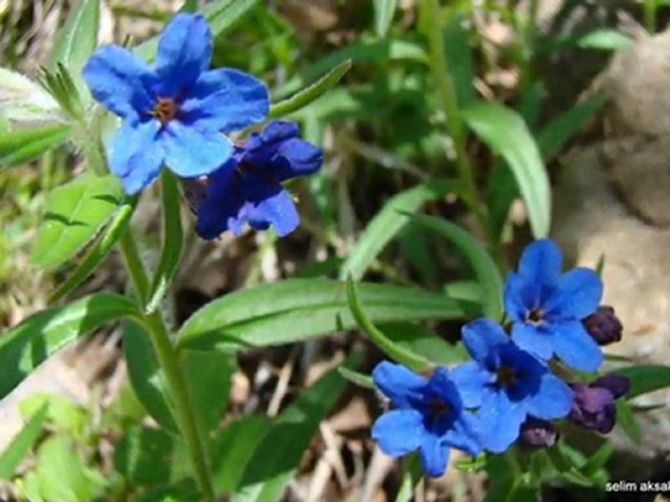 Çoruh Vadisi Ve Artvin Coğrafyası Fotoğraflarla  Bitkisel Hayat Slayt Video