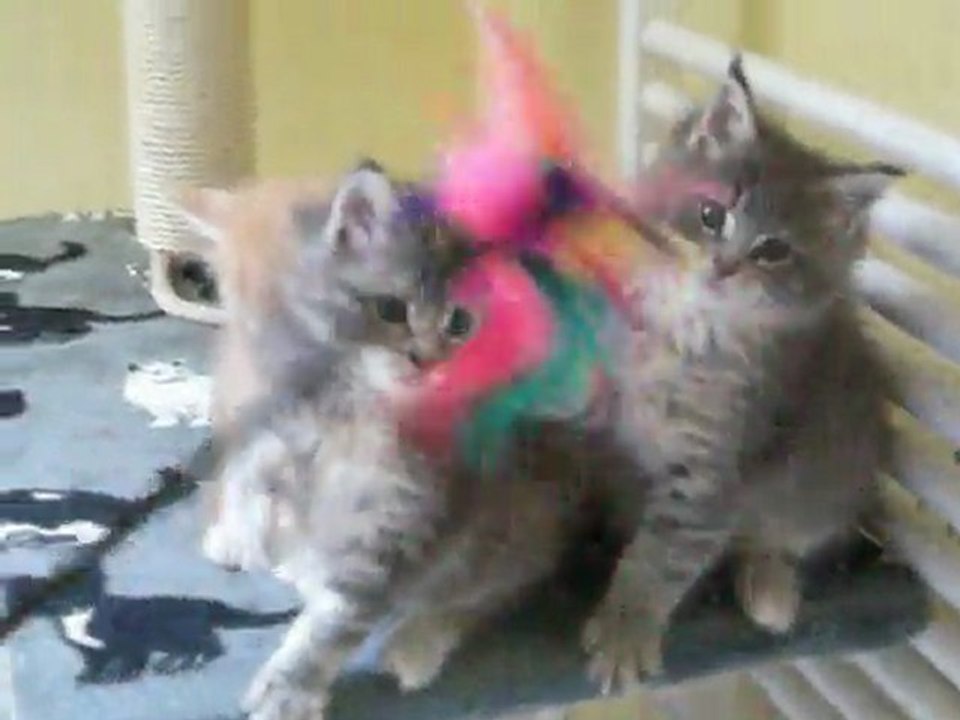 Les Chatons Maine Coons des Plaines D'ulysse, 6 semaines