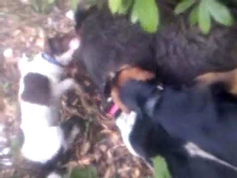 Domuz avı videosu, köpekler domuzu parçalıyor, Trabzon Arsin Atayurt