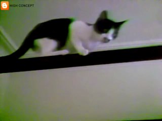 " 1-2-3-cat ", mascotte de High concept - lol cat love 123chat