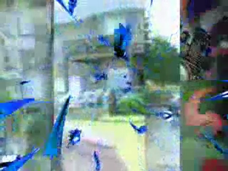 Jeff Beth Britt Hardy MV