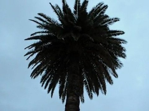 chants d'oiseaux dans un arbre