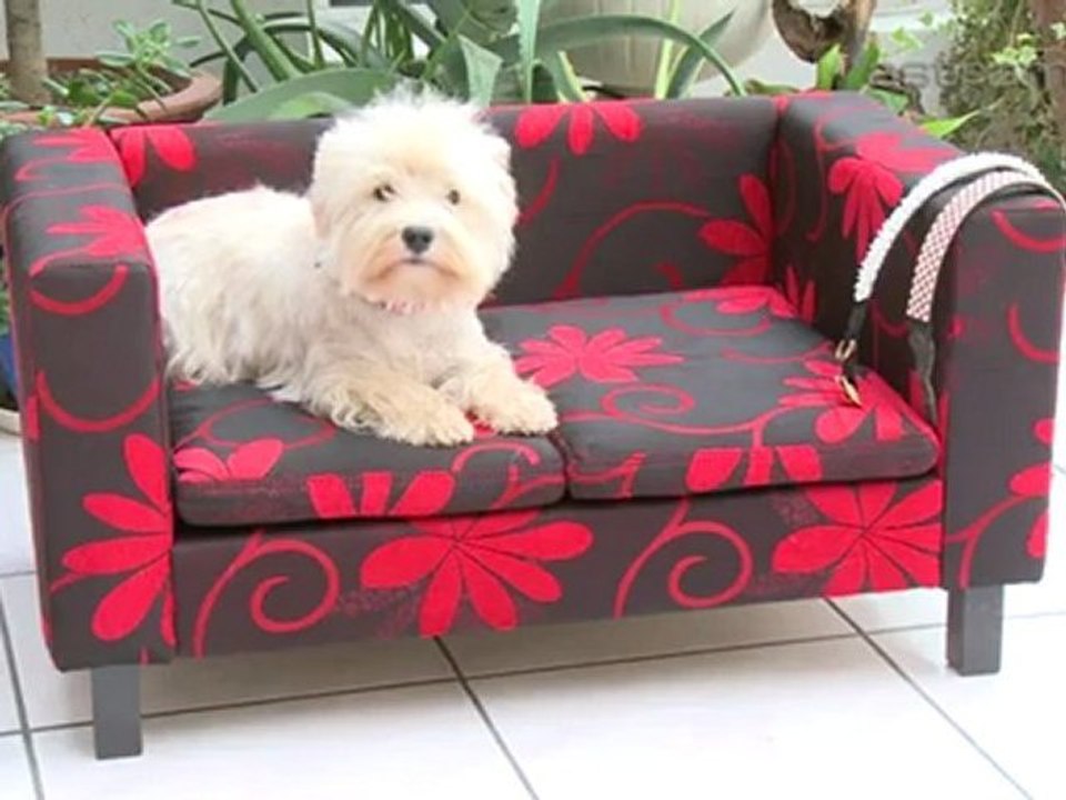 Hundezubehör Tierfutter Tiershop Intertrede AG  Alles für Ihr Haustierbedarf