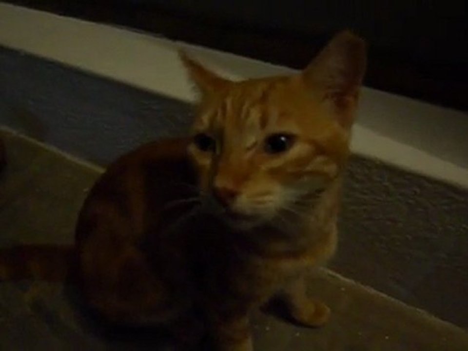 Les chats roux sont mes amis