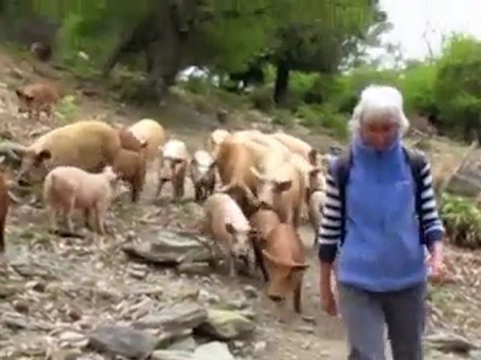 les cochons