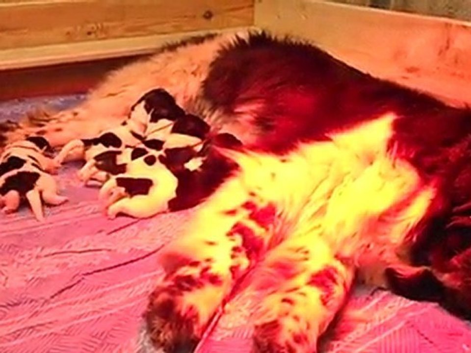 Chiots Terres-Neuves noirs & blancs - Portée du 15/04/2011