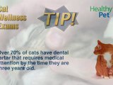 The Importance of Cat Wellness Exams