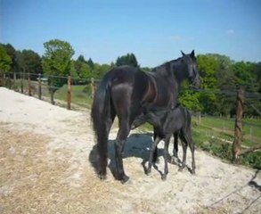 BABEL LCP pouliche minorquine 2011