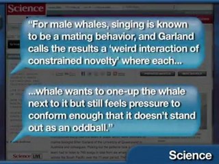 Study: Whale Songs Catch On Like Pop Music
