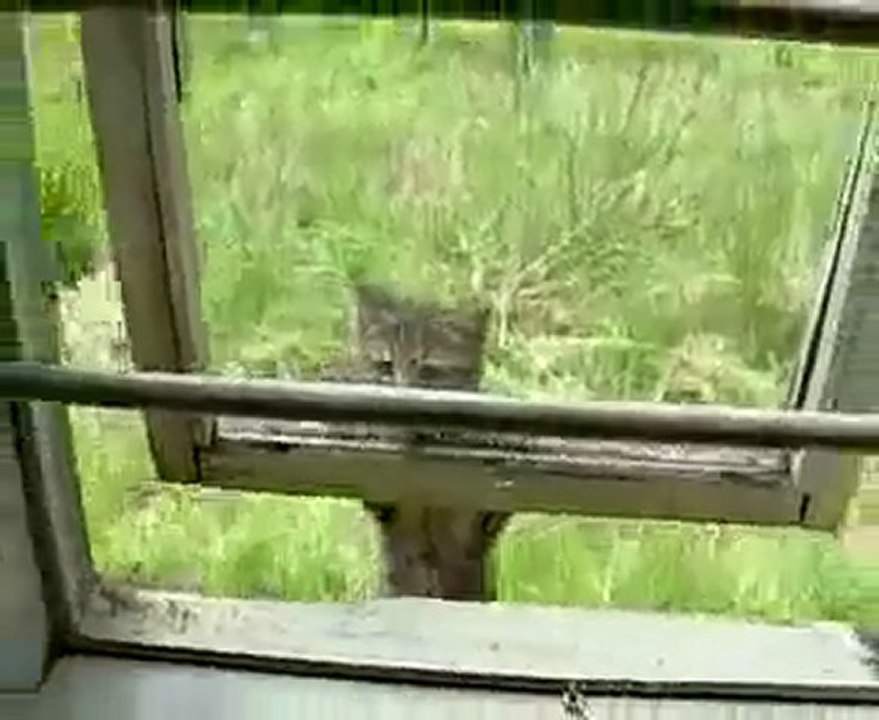 Ninja cat