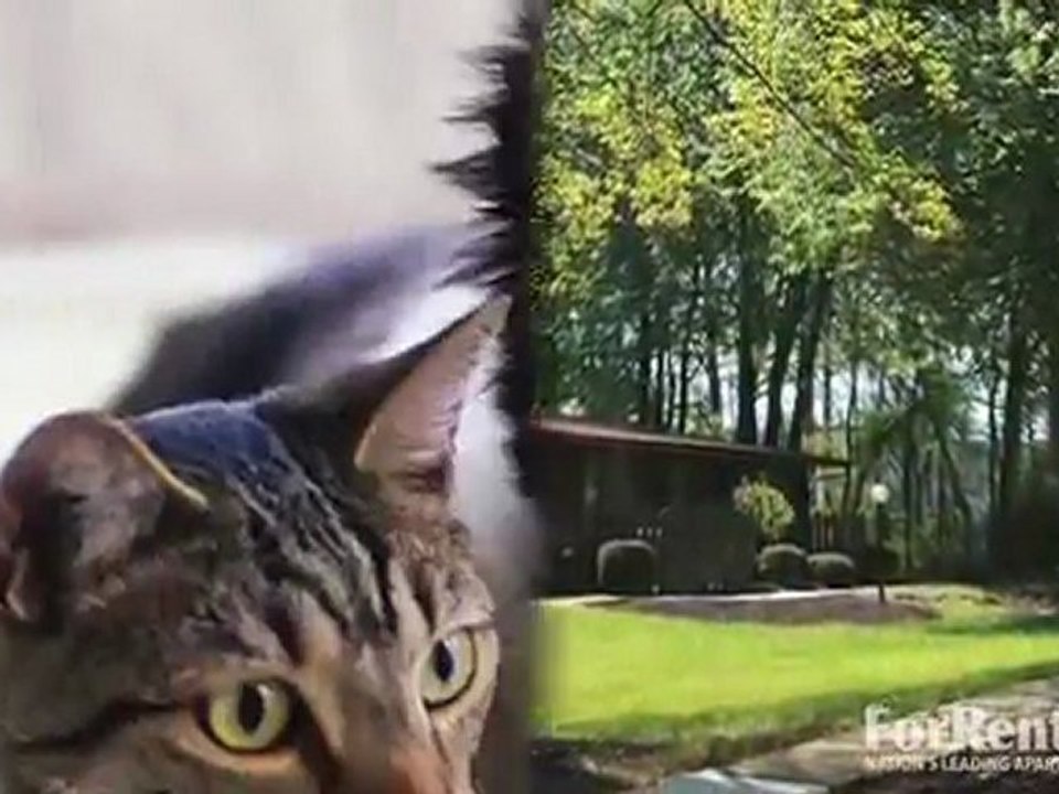 Saddlewood Apartments in Richmond, VA - ForRent.com