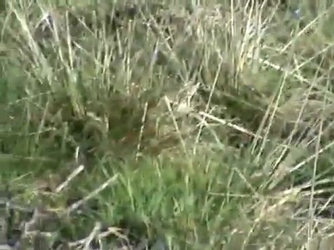 Setter Keklik Ferma avyaban.com - ergo