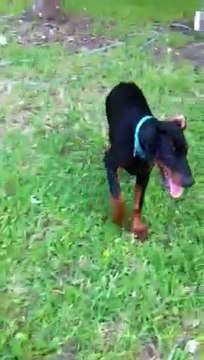 Fenrir Greyback Athos