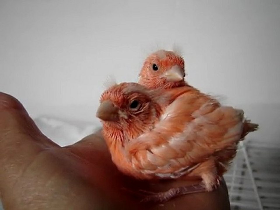 MOV05086 Jeunes canaris mosaïques rouges .