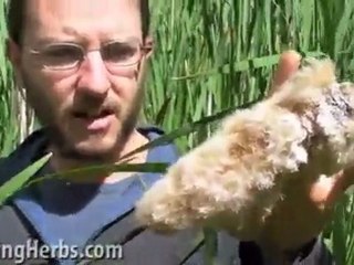 Harvesting & Preparing Cattails, Part 6 of 6