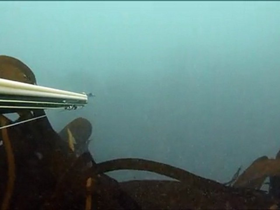 14 Avril 2011 - Pêche en apnée dans le Nord Cotentin