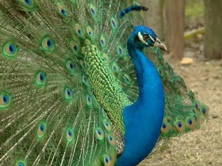 baba zula tabutta rovasata