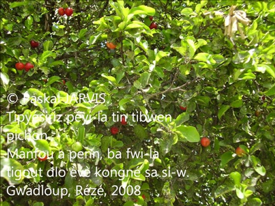 BÒSKOYÉ KÒ L°2 DOTWA PLANT I KA BA-W MANJÉ (FOUNITI, FWI, RASIN) Paskal JARVIS