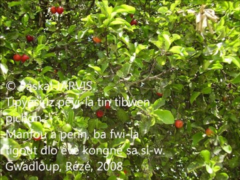 BÒSKOYÉ KÒ L°2 DOTWA PLANT I KA BA-W MANJÉ (FOUNITI, FWI, RASIN) Paskal JARVIS