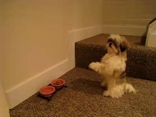 Chien prie avant de manger