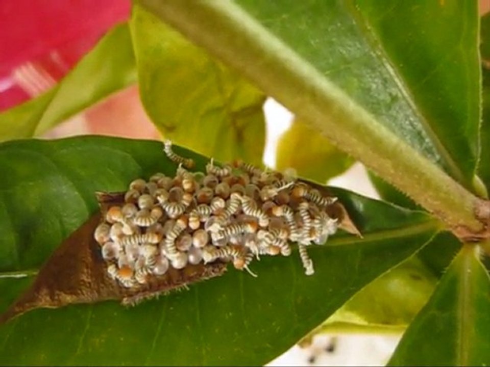les chenilles naissent