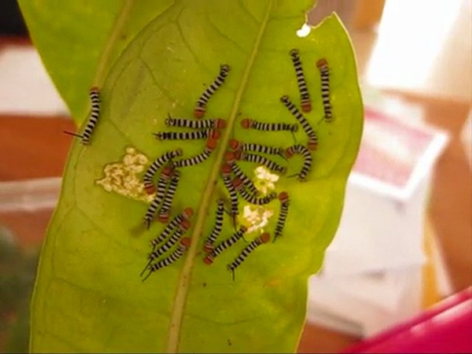 Les petites chenilles mangent
