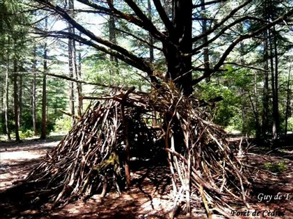 FORET DE CEDRES