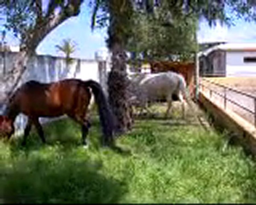 Alaska et Princesse au pré