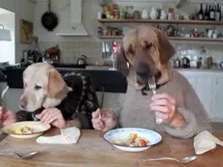 Gurme Köpekler Çok Meşgul