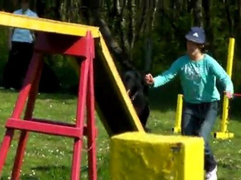 Berger Belge groenendael Cherkan