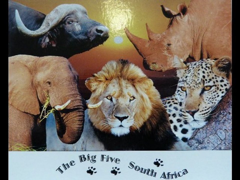 safari Gruger ou recherchons Big 5