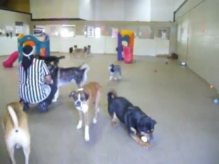 Dog Boarding Kennels - Kennels Dog