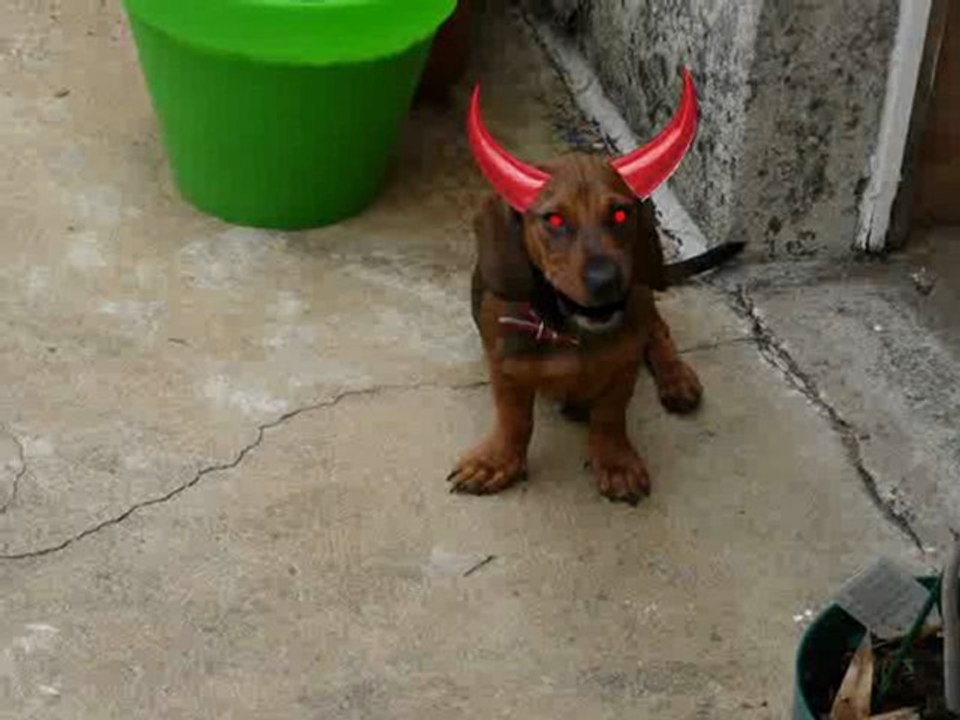 chien thierry 2_1