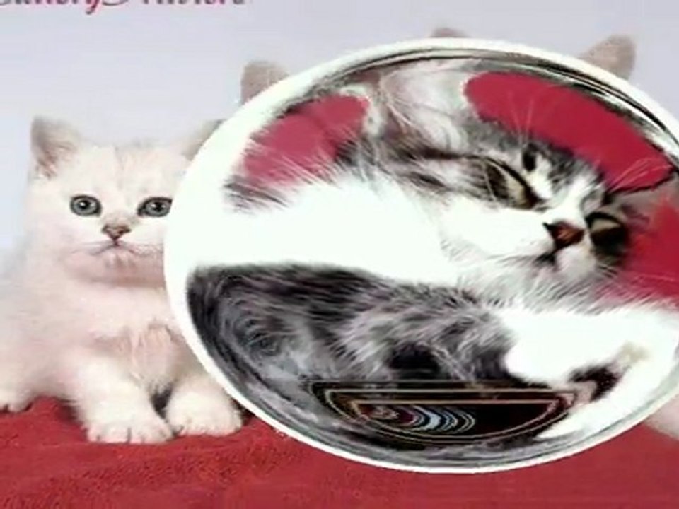 BAJAGA - INSTRUKTORI nakastresena mačka