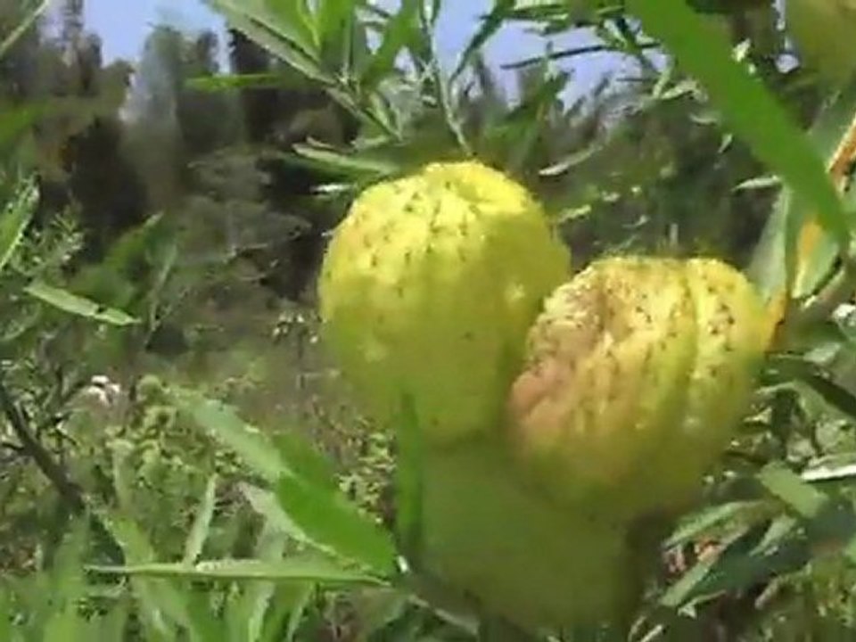 Voyage en Inde (03/10)